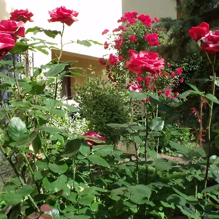 Aniko Apartmán Hévíz