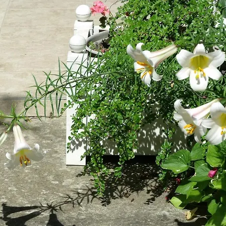 Apartament Aniko Apartman Héviz