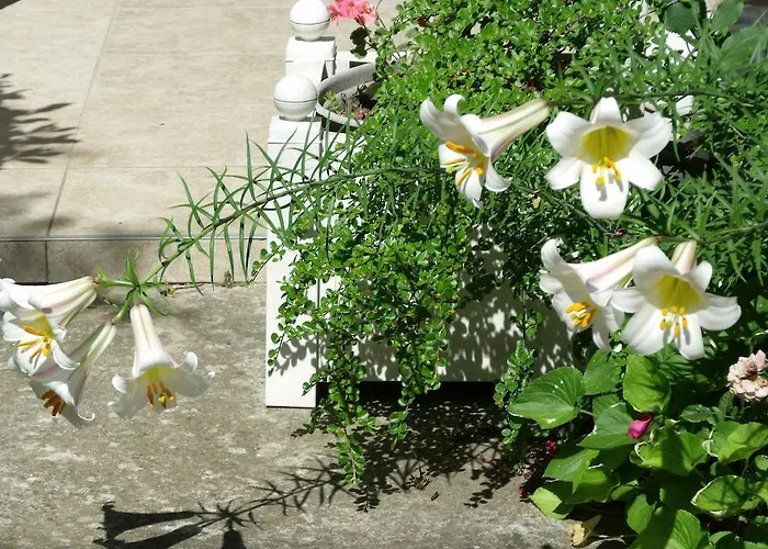 Apartmán Aniko Hévíz